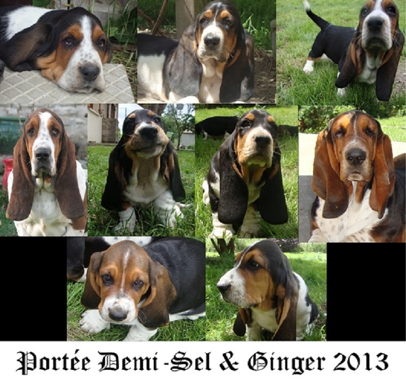 Du Ruisseau De La Manine - Basset Hound - Portée née le 01/05/2013